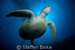 Green Turtle, Nikon D200 by Steffen Binke 